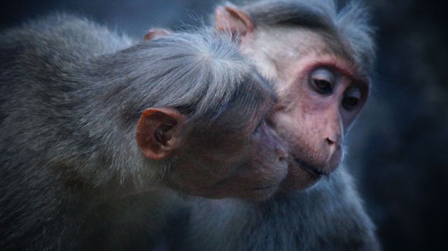 Primate monkey ape mammal - Download Free Stock Photos Pikwizard.com