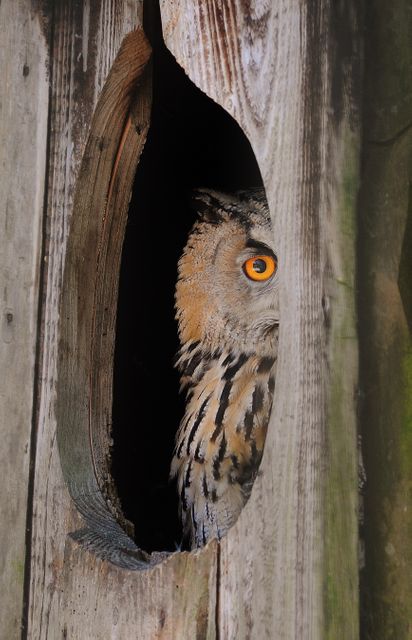 Bird Owl Animal - Download Free Stock Photos Pikwizard.com