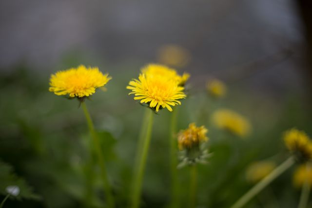 Close Up Photo of Yellow Petaled Flower - Download Free Stock Photos Pikwizard.com