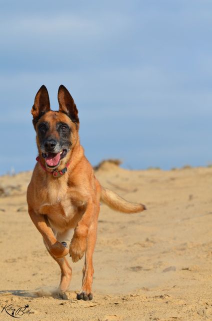 Attention beach belgian shepherd dog blue sky - Download Free Stock Photos Pikwizard.com