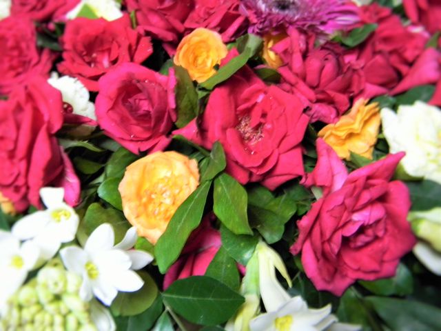 Close-up of Pink Roses - Download Free Stock Photos Pikwizard.com