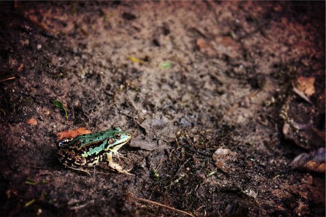 Frog animal mud- Download Free Stock Photos Pikwizard.com
