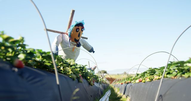 Scarecrow in strawberry farm on a sunny day 4k