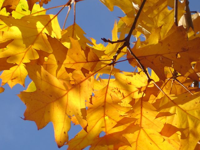 a tree with yellow leaves - Download Free Stock Photos Pikwizard.com