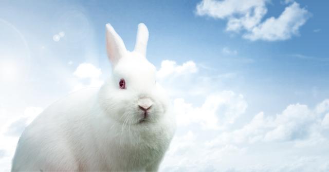 Easter rabbit in front of blue sky - Download Free Stock Photos Pikwizard.com