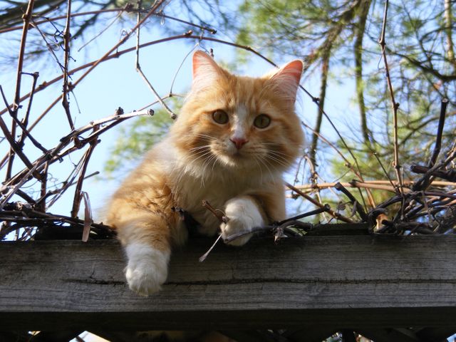 Low Angle Portrait of Cat on Tree Against Sky - Download Free Stock Photos Pikwizard.com