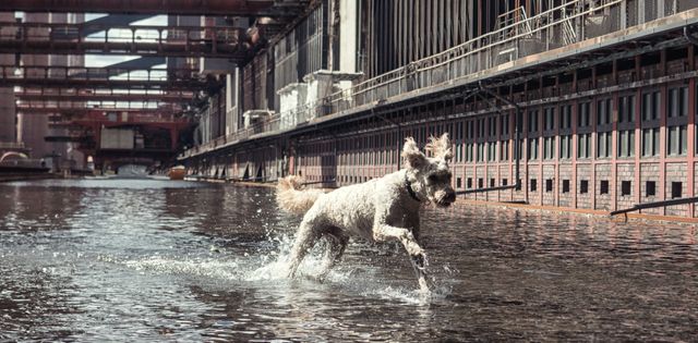 Dog running water - Download Free Stock Photos Pikwizard.com