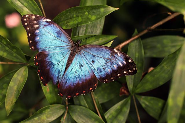 Blue and Black Butterfly on Green Leaves - Download Free Stock Photos Pikwizard.com