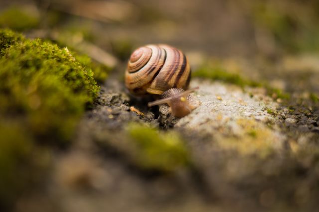 Snail Mollusk Gastropod - Download Free Stock Photos Pikwizard.com