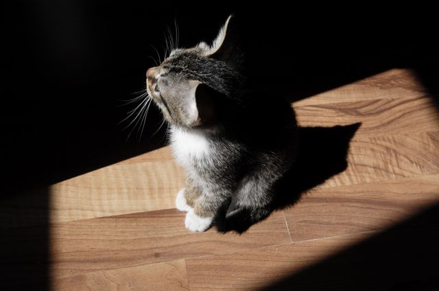 a cat sitting on a wooden floor - Download Free Stock Photos Pikwizard.com