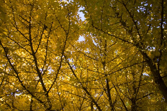 Oak Tree Maple - Download Free Stock Photos Pikwizard.com