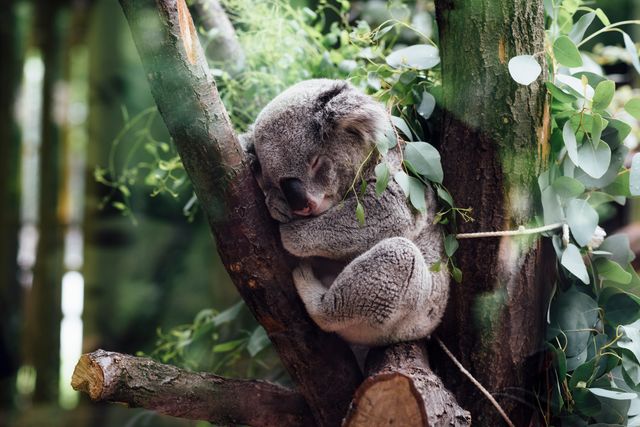 Gray Koala Between Brown Tree Barks - Download Free Stock Photos Pikwizard.com