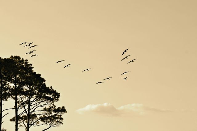 Low Angle View of Silhouette Birds Flying Against Sky - Download Free Stock Photos Pikwizard.com