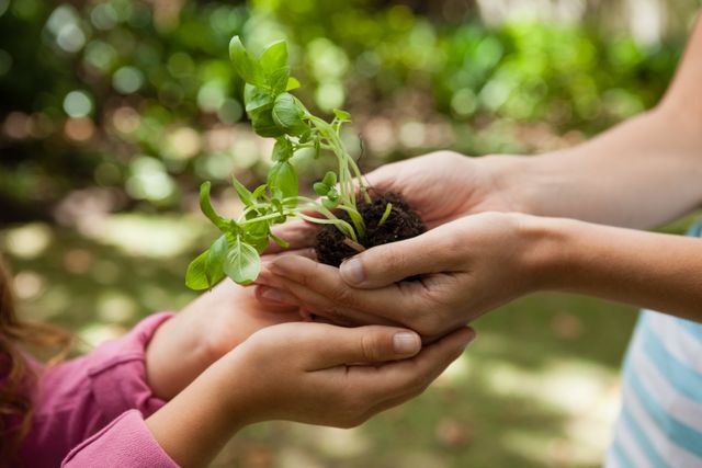Cropped cupped hands of mother giving seedling to girl - Download Free Stock Photos Pikwizard.com