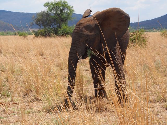 Africa big five elephant pachyderm - Download Free Stock Photos Pikwizard.com