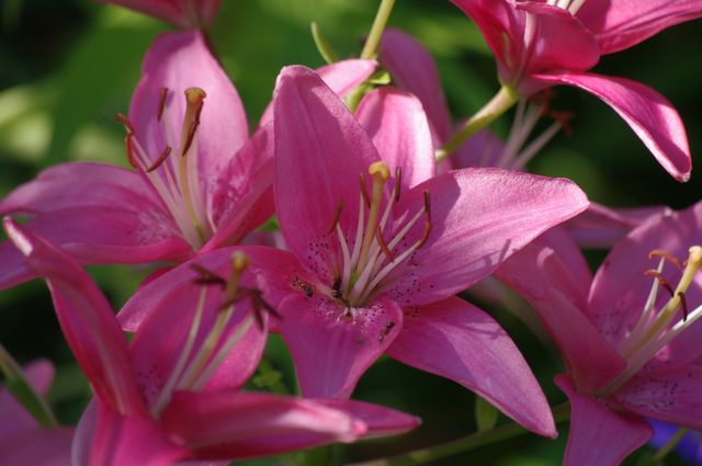Flowers nature pink lillies - Download Free Stock Photos Pikwizard.com