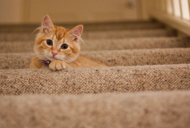 Orange Tabby Cat on Grey Staircase - Download Free Stock Photos Pikwizard.com
