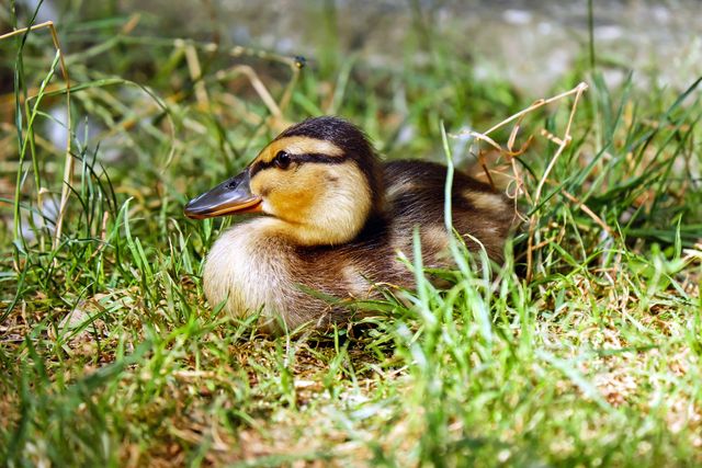 Brown and Black Duck on Green Grass Field during Daytime - Download Free Stock Photos Pikwizard.com