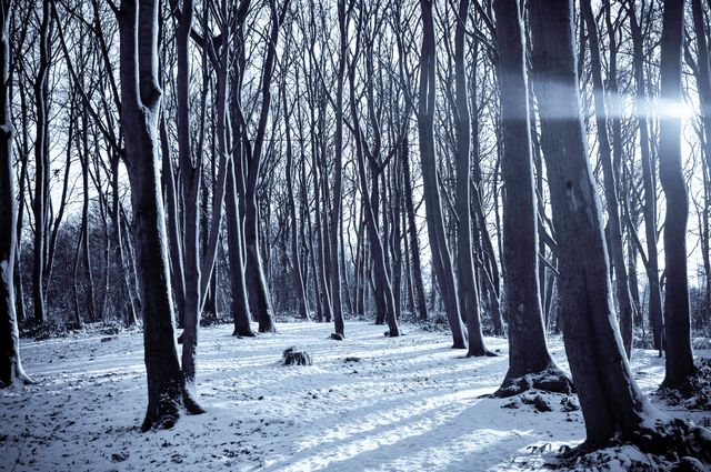 Forest In Winter - Download Free Stock Photos Pikwizard.com