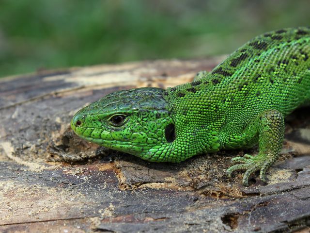 Green Lizard - Download Free Stock Photos Pikwizard.com