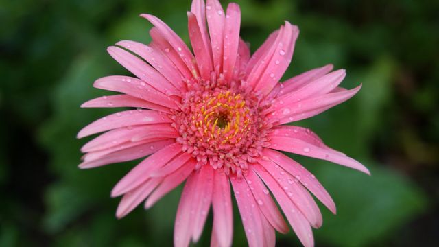 a pink flower with water droplets on it - Download Free Stock Photos Pikwizard.com