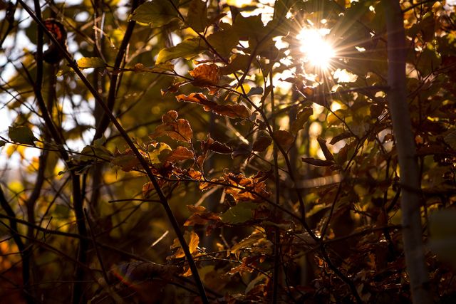 Aesthetic autumn autumn mood autumn sun - Download Free Stock Photos Pikwizard.com