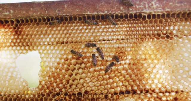 Close up of bees on honeycomb frame from a beehive. apiary and honey making, small agricultural business.