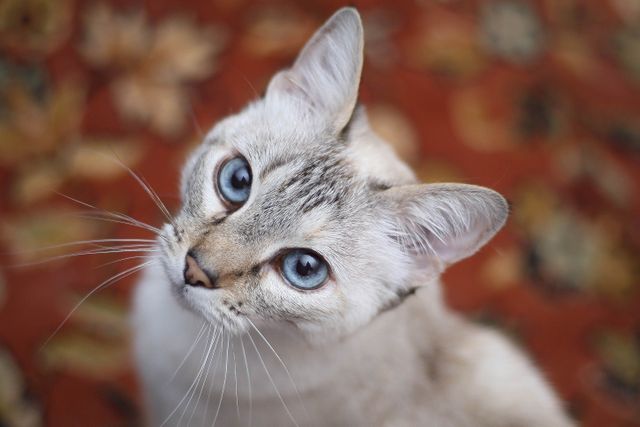 a cat with blue eyes - Download Free Stock Photos Pikwizard.com