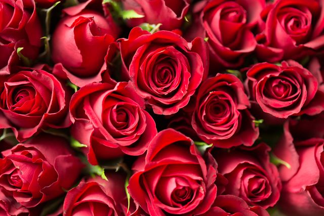 Red Roses Close Up Photography - Download Free Stock Photos Pikwizard.com