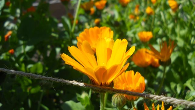 Flower Orange Yellow - Download Free Stock Photos Pikwizard.com
