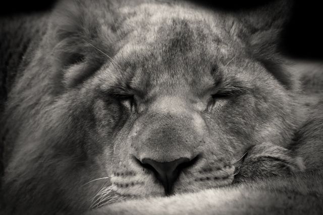 Lion Sleeping Animal - Download Free Stock Photos Pikwizard.com