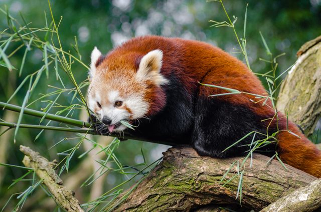 Red Panda on Bamboo Tree Branc - Download Free Stock Photos Pikwizard.com