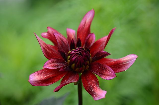 Red Multipetal Flower - Download Free Stock Photos Pikwizard.com