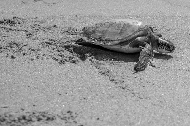 Leatherback turtle Sea turtle Turtle - Download Free Stock Photos Pikwizard.com