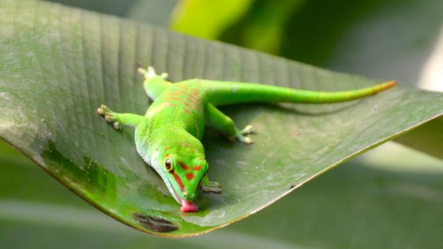 American chameleon Lizard Frog - Download Free Stock Photos Pikwizard.com