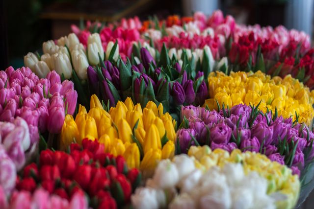 Close-up of Multi Colored Tulips - Download Free Stock Photos Pikwizard.com