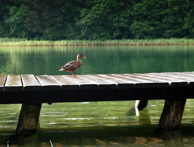 Duck on Wooden Dock at Daytime - Download Free Stock Photos Pikwizard.com