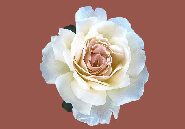 a white rose - Download Free Stock Photos Pikwizard.com