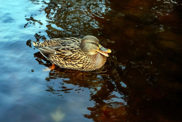 High Angle View of Duck Swimming in Lake - Download Free Stock Photos Pikwizard.com
