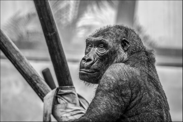 Gray Scale Photo of Black Ape - Download Free Stock Photos Pikwizard.com