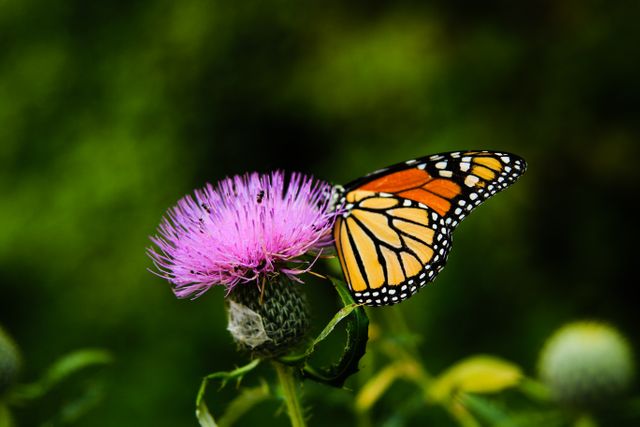 a monarch butterfly on a thistle - Download Free Stock Photos Pikwizard.com