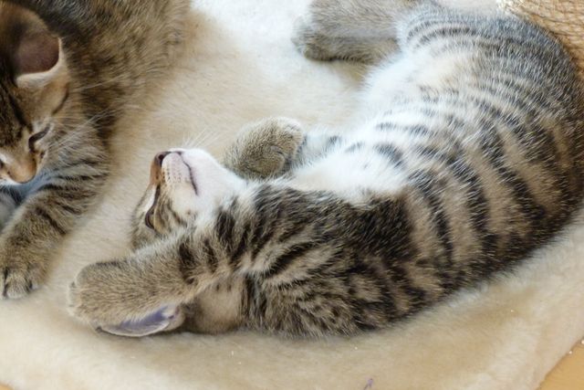 Close-up of Cat Lying Down - Download Free Stock Photos Pikwizard.com