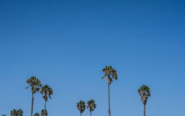 Tall Palm Trees Under the Sky - Download Free Stock Photos Pikwizard.com