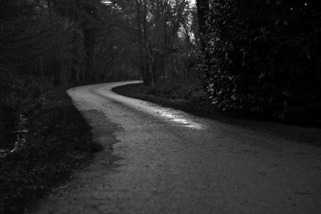 Black and white trees road- Download Free Stock Photos Pikwizard.com