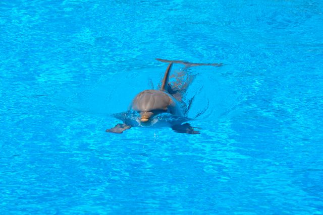 Amimal blue dolphin dolphinarium - Download Free Stock Photos Pikwizard.com