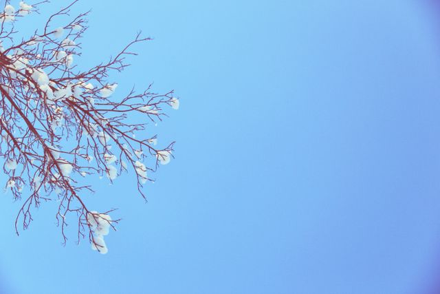 Blue sky winter - Download Free Stock Photos Pikwizard.com