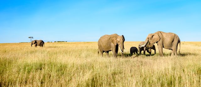 Elephant African elephant Grassland - Download Free Stock Photos Pikwizard.com