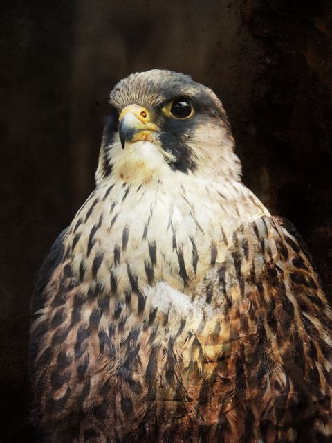 Close-up of Owl Perching Outdoors - Download Free Stock Photos Pikwizard.com