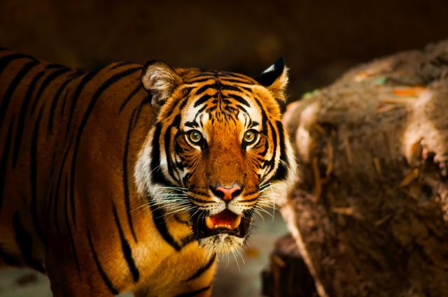 Portrait of a Tiger - Download Free Stock Photos Pikwizard.com