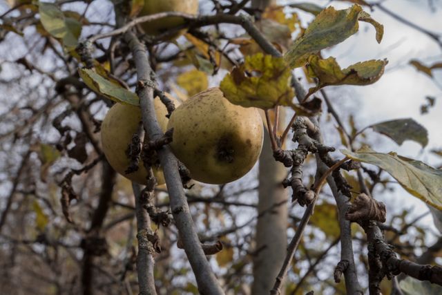 Apple tree apples autumn autumn colours - Download Free Stock Photos Pikwizard.com